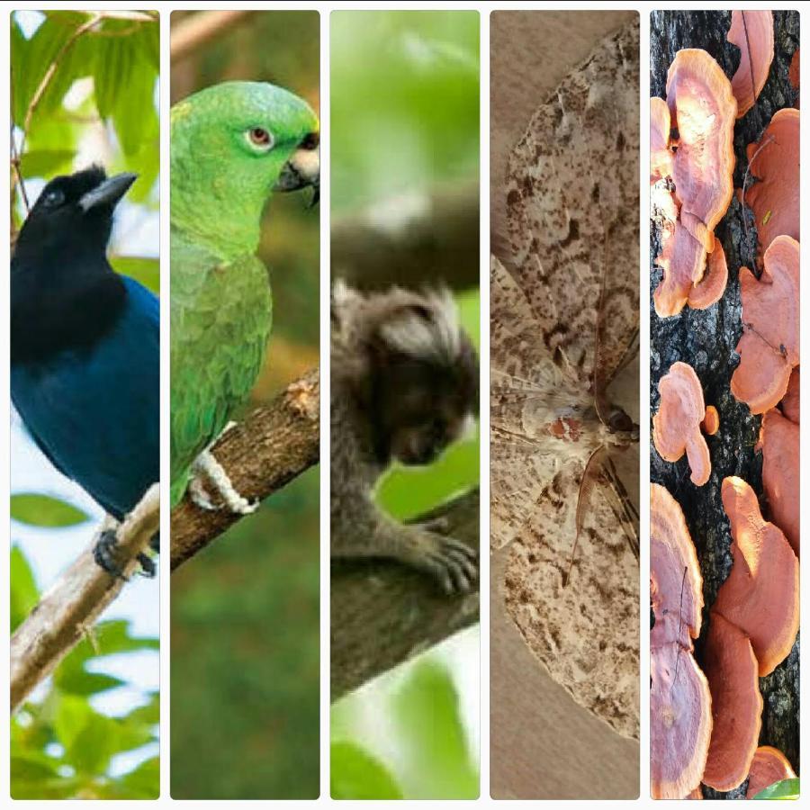 Pousada Hang Conectada Com A Natureza Florianópolis Exterior foto