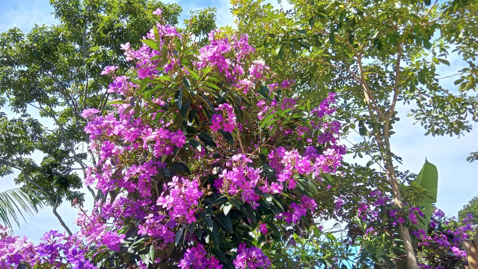 Pousada Hang Conectada Com A Natureza Florianópolis Exterior foto